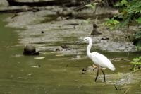 Egretta garzetta