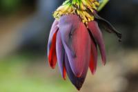 Costa Rica flowers