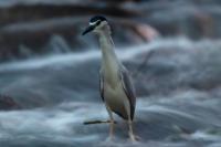 Nycticorax nycticorax