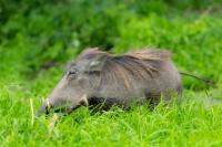 Common warthog