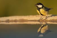 Parus major