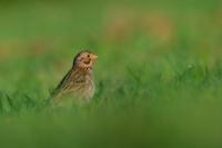 Emberiza calandra