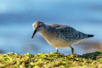 Calidris canutus