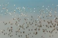 Calidris ferruginea