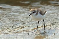 Charadrius leschenaultii