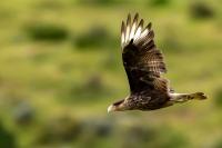 Caracara plancus