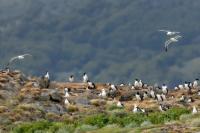 Larus dominicanus