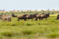 Blue wildebeest