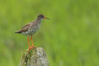 Iceland - fauna