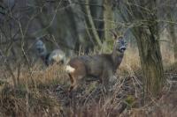 Roe deer