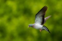 Columba oenas