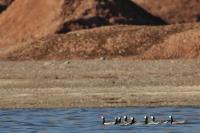 Branta leucopsis