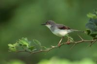 Sri Lanka FAUNA