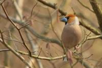 Coccothraustes coccothraustes