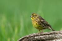 Emberiza citrinella