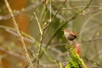 Troglodytes troglodytes