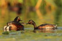 Podiceps nigricollis