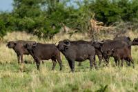 African buffalo