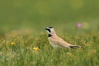 Mongolia fauna 