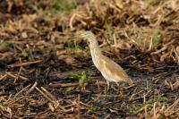 Zambia - FAUNA