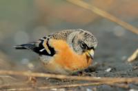 Fringilla montifringilla