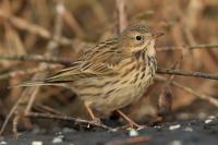 Anthus pratensis