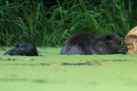 Eurasian beaver