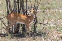 Steenbok