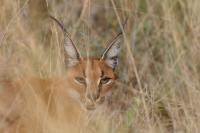 Caracal