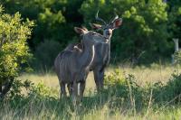 Greater kudu