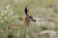 Springbok