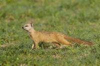 Yellow mongoose