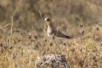 Charadrius asiaticus