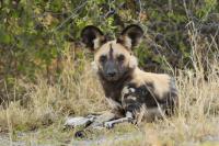 African wild dog