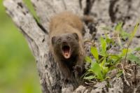 Common dwarf mongoose