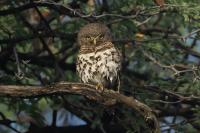 Glaucidium capense