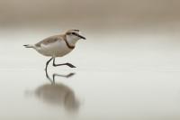 Charadrius pallidus