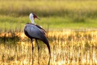 Grus carunculata