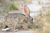 African savanna hare