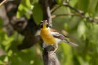 Emberiza flaviventris