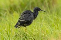 Egretta vinaceigula