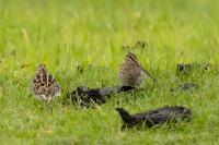 Gallinago nigripennis