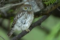 Glaucidium perlatum