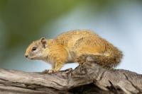 Smith's bush squirrel