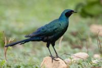 Lamprotornis australis