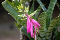 ECUADOR -FLOWERS