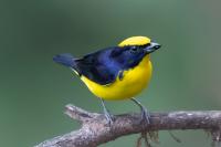 Euphonia xanthogaster