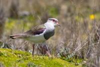 Vanellus resplendens