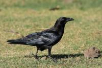 Corvus edithae