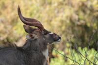 Mountain nyala